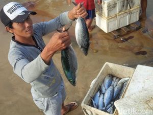 Usai Paceklik, Nelayan Pantai Selatan Banyuwangi Panen Raya Ikan Usai Paceklik, Nelayan Pantai Selatan Banyuwangi Panen Raya Ikan