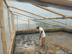 Ini Rumah Garam Prisma, Solusi Petani yang Tak Bergantung Musim