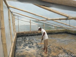 Ini Rumah Garam Prisma, Solusi Petani yang Tak Bergantung Musim