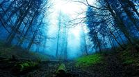 Foto Hutan Kelam Bernama Black Forest