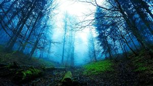 Foto: Seperti Apa Hutan Menyeramkan di Jerman?