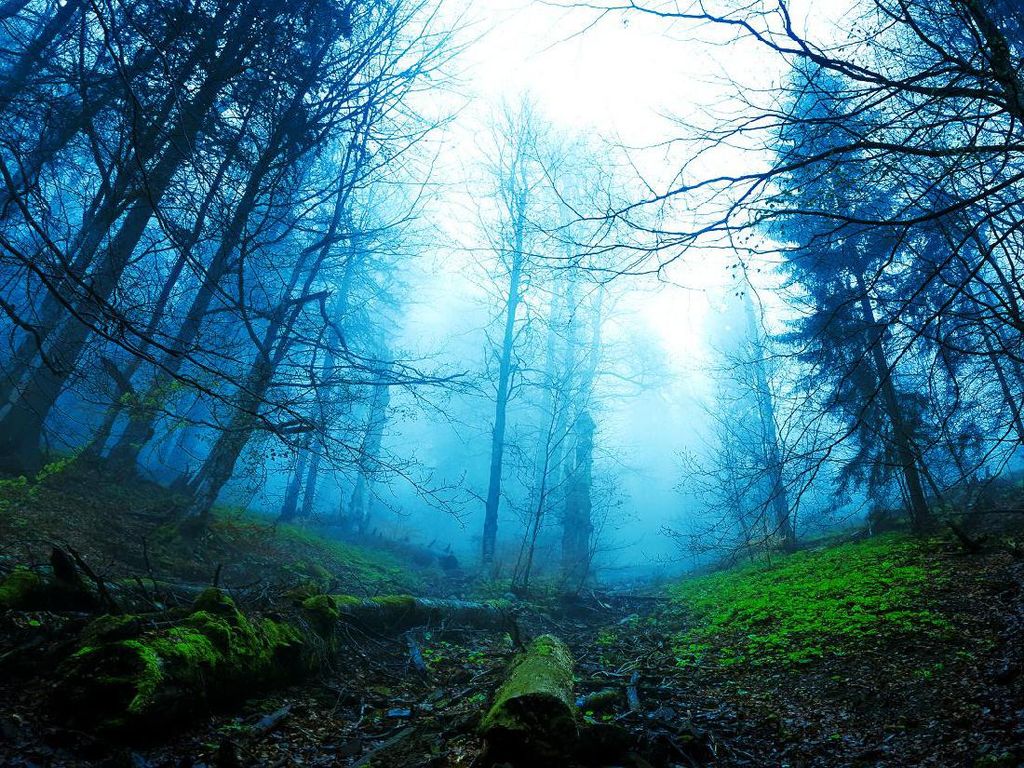 Foto Hutan Kelam Bernama Black Forest