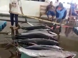 Sejak 2015, Tangkapan Tuna RI Selalu di Bawah Kuota