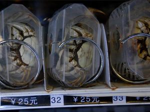 Vending Machine Ini Jual Beras, Kepiting Sampai Kaviar Rp 6 Juta! Vending Machine Ini Jual Beras, Kepiting Sampai Kaviar Rp 6 Juta!