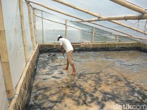 Ini Keunggulan Rumah Garam Prisma yang Tak Bergantung Musim