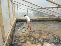 Ini Keunggulan Rumah Garam Prisma yang Tak Bergantung Musim