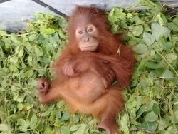 Ini Data Terbaru Populasi Orangutan di Pulau Sumatera dan Borneo