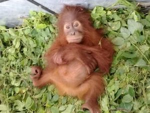 Ini Data Terbaru Populasi Orangutan di Pulau Sumatera dan Borneo Ini Data Terbaru Populasi Orangutan di Pulau Sumatera dan Borneo