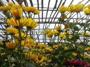 Ini Lho Kebun Bunga Fotogenik di Semarang