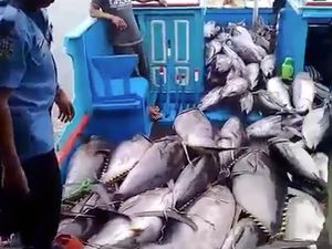 RI Genjot Ekspor Tuna, bakal Ada Pangkalan Ikan di Natuna