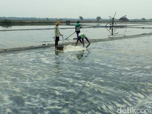 Cuaca Tak Menentu, Petani Garam di Sidoarjo Panen Dini