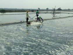 RI Impor Garam, Petani Khawatir Harga Jatuh di Bawah Rp 600/Kg