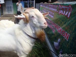 Kontes Hewan Ternak di Purbalingga  untuk Menaikkan Harga Jual