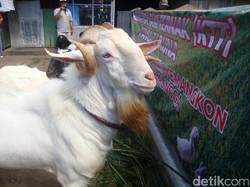 Kontes Hewan Ternak di Purbalingga  untuk Menaikkan Harga Jual