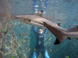 Berenang Bareng Hiu di Banyuwangi, Berani?