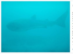 Menakjubkan! Hiu Langka Bermulut Besar Berseliweran di Pulau Komodo