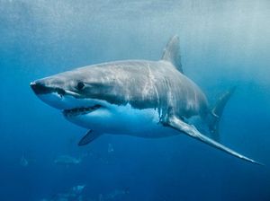 Ini Alasan Ilmiah Kenapa Ikan Hiu Sebaiknya Tak Dikonsumsi