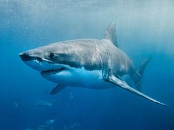 Ini Alasan Ilmiah Kenapa Ikan Hiu Sebaiknya Tak Dikonsumsi