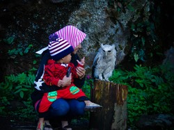 lebih dekat dengan si popo, burung hantu di wisata batu ratap