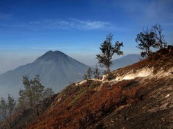 Lereng Gunung Ijen Terbakar, Diduga Karena Musim Kemarau