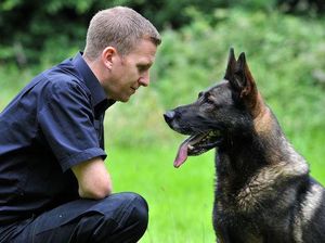 Berniat Kabur, Pencuri Ini Gigit Kepala Anjing Polisi Berniat Kabur, Pencuri Ini Gigit Kepala Anjing Polisi