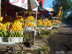 Penjual Mangga Podang Menjamur di Kediri