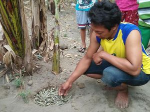 Ratusan Amunisi Diduga Peninggalan Perang Ditemukan di Kebun