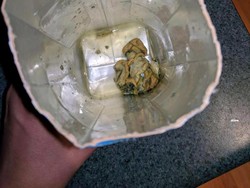 Hiii! Beli Air Kelapa Kemasan, Wanita Ini Dapati Benda Menjijikkan Mirip Cumi