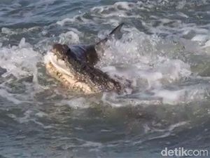 Duel Ganas Buaya vs Hiu Rebutan Mangsa, Siapa Menang?
