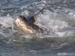 Duel Ganas Buaya vs Hiu Rebutan Mangsa, Siapa Menang?