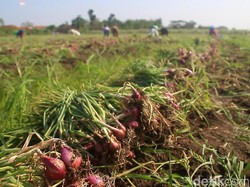Giliran Kepala Dinas Pertanian Brebes Diperiksa Dugaan Korupsi