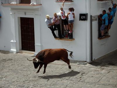 Foto: Adu Nyali Sama Banteng