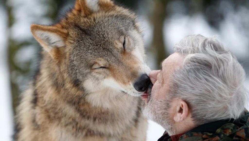 Foto: Manusia Setengah Serigala Foto: Manusia Setengah Serigala