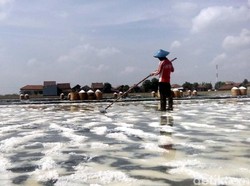 Pakai Teknologi Ini, Produksi Garam Cuma 4 Hari