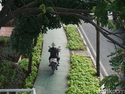 Trotoar Rindang di Daan Mogot Ini Juga Diterobos Pemotor