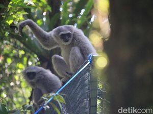 Monik dan Bakti Dilepasliarkan di Gunung Tilu Pangalengan