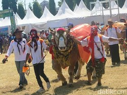Ratusan Ternak di Situbondo Dikonteskan Jelang Idul Adha