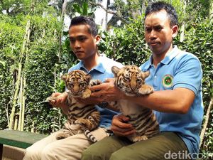 Menggemaskan! 2 Bayi Harimau Shahrukh Khan Lahir di Bunbin Bandung