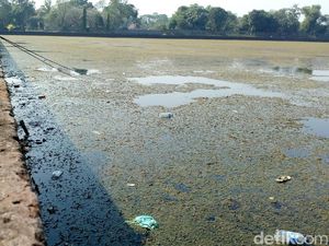 Miris! Kolam Segaran Peninggalan Majapahit Bak Lautan Sampah