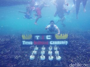 Komunitas Mobil Transplantasi Terumbu Karang Lampung