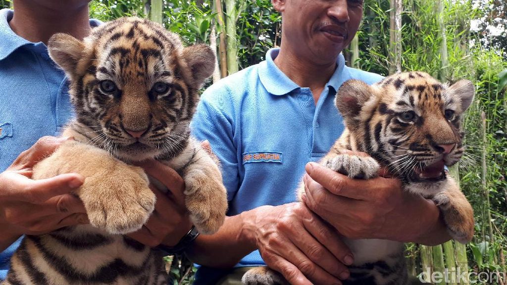 Dua Bayi Harimau Benggala Lahir di Kebun Binatang Bandung