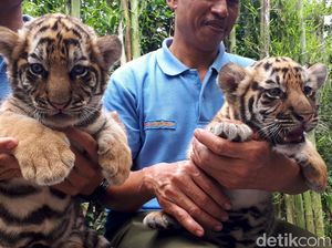 Dua Bayi Harimau Benggala Lahir di Kebun Binatang Bandung