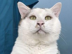 Kisah Kucing Lakukan Operasi Plastik di China Jadi Viral