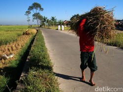 Upah Buruh Tani di Juli 2018 Naik Tipis