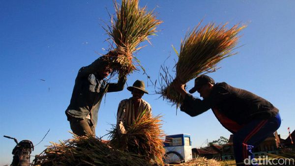 Hasil Panen Padi Turun Akibat Serangan Hama dan Cuaca Buruk