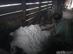 Garam di Aceh Rp 7.000/Kg Tertinggi dalam 25 Tahun, Petani: Kami Senang