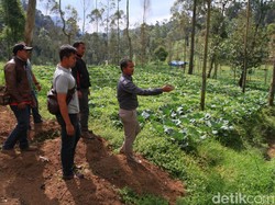 Ratusan Hektare Hutan Lindung di Pasirjambu Ditanami Sayuran