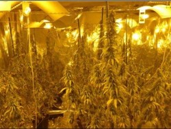 Polisi Tasmania Temukan Kebun Ganja Hidroponik Senilai Rp 5,2 M