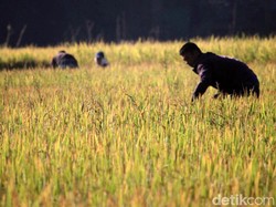 Bisa Panen Banyak, Jangan Lagi Remehkan Padi Ladang