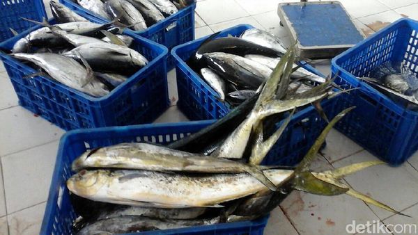 Foto: Susi Speechless Lihat Nelayan Tangkap Tuna Sebesar Anak Bocah